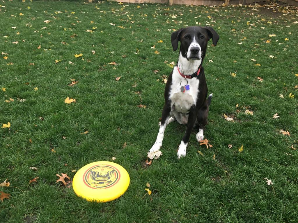 my puppy won t outside problems my won t go outside without me omaha momaha my puppy won t outside problems my won t go outside without me omaha momaha