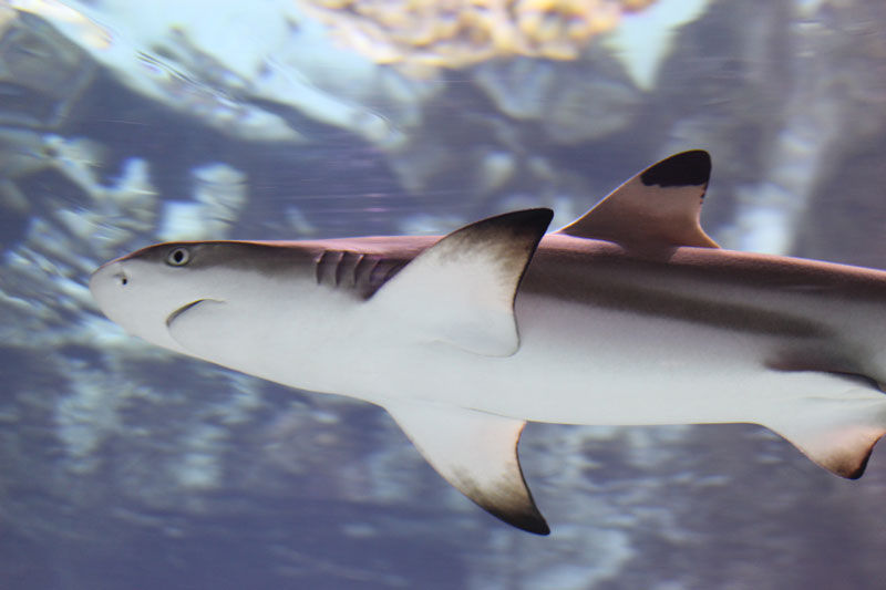 New sharks come to Omaha zoo Zoo
