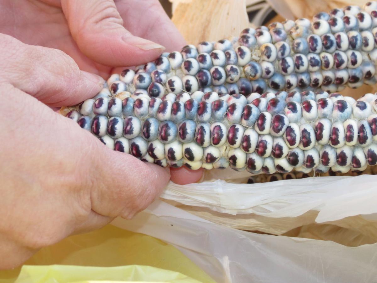 Nebraska gardeners expand mission to save almostextinct Pawnee corn