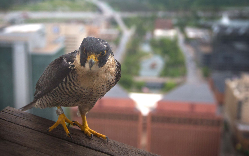 having a heyday newest falcon chicks at woodmen tower having a heyday newest falcon chicks at woodmen tower
