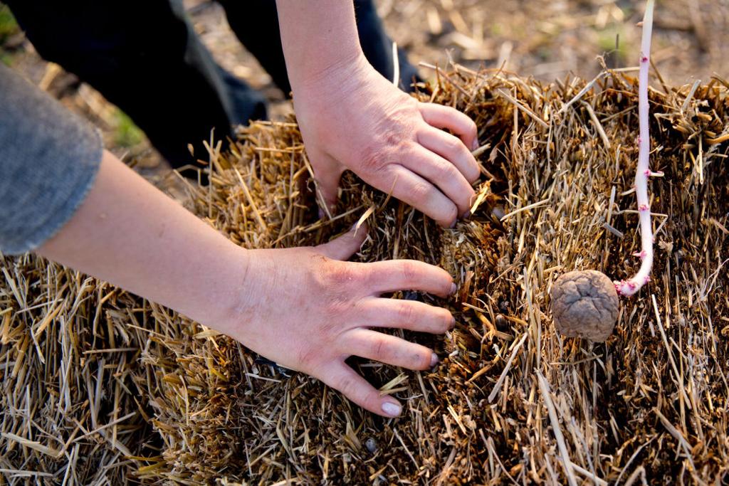 Who needs soil? Sub bales of straw for a more prolific garden Omaha