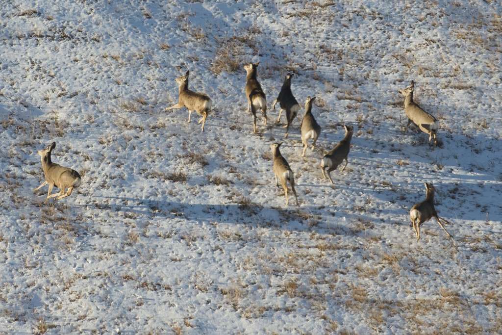 Pine Ridge mule deer count less than last year Hunting