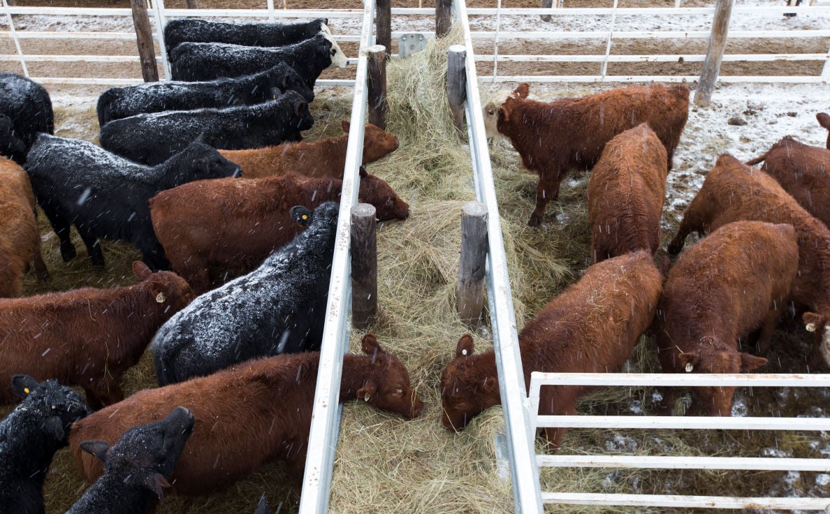 Nebraska beef accounts for growing portion of U.S. beef exports