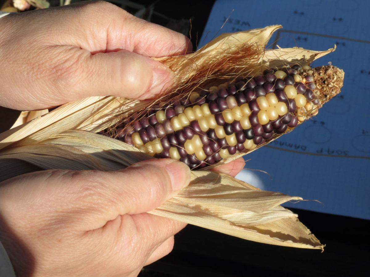 Nebraska gardeners expand mission to save almostextinct Pawnee corn