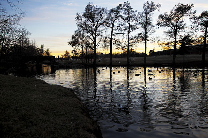 Duck Pond