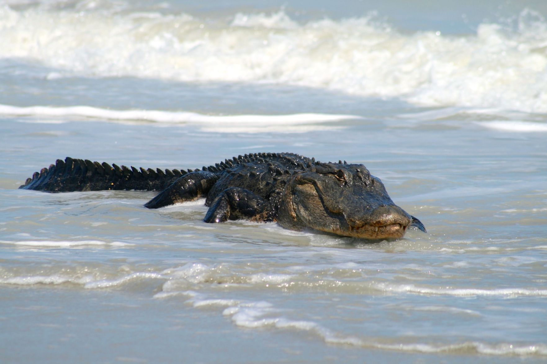are there alligators on pine island florida