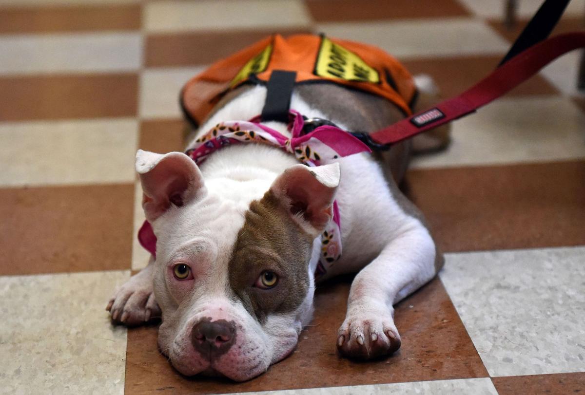 can south carolina become no kill for shelter animals can south carolina become no kill for shelter animals