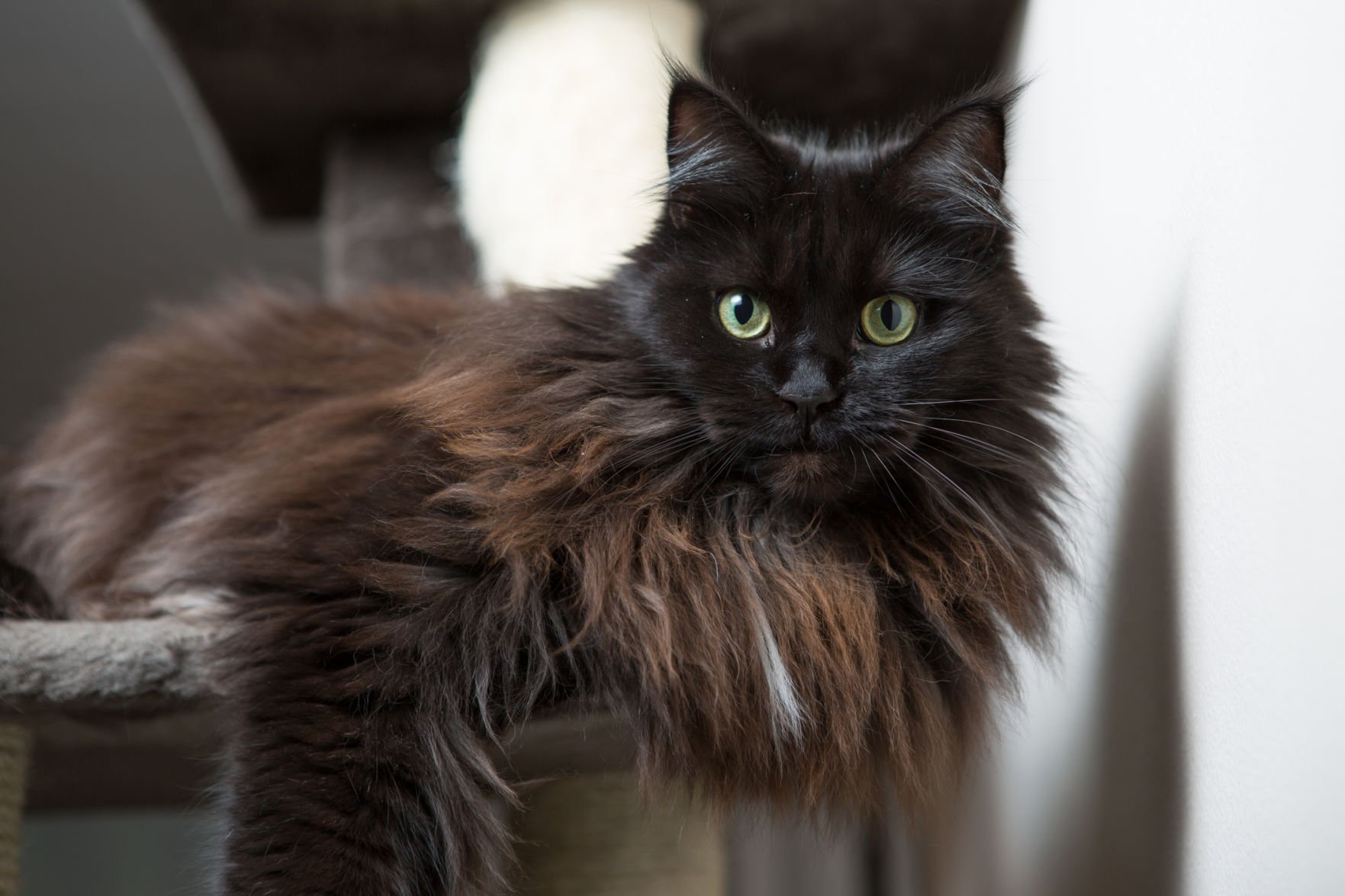 Порода котов чёрных с гривой
