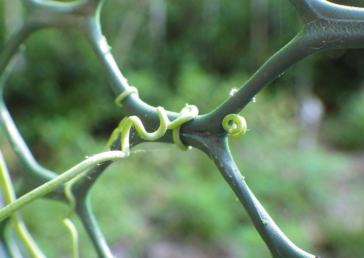 What makes plants tick Figuring out how to thrive