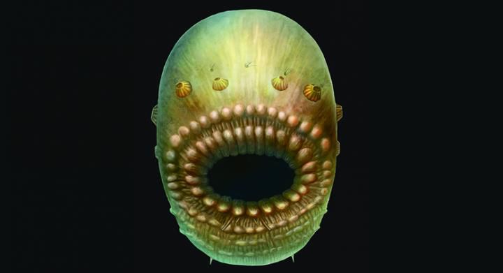Our anus-less ancestor