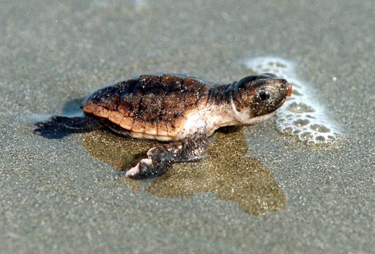 Record year for sea turtle nests, hatching underway | Archives