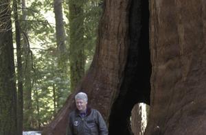 Bill Clinton walking among the giant sequoias