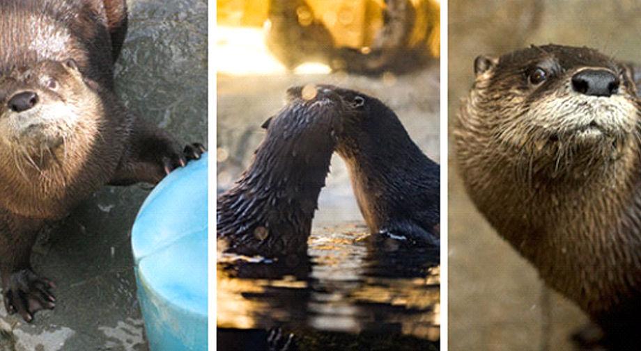 Neptune the river otter dies at Maymont just over a month after death of partner - Richmond.com