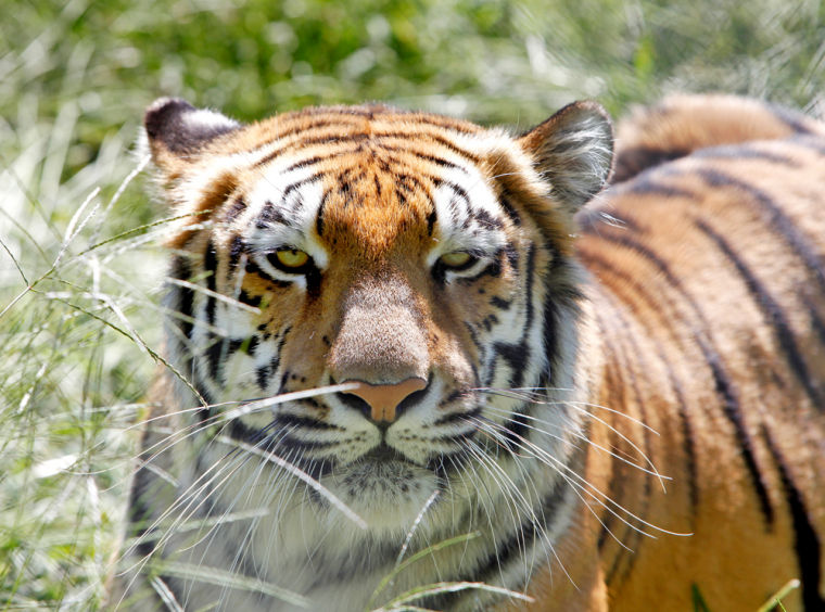 Wild animals in captivity - Richmond Times-Dispatch: Outdoors