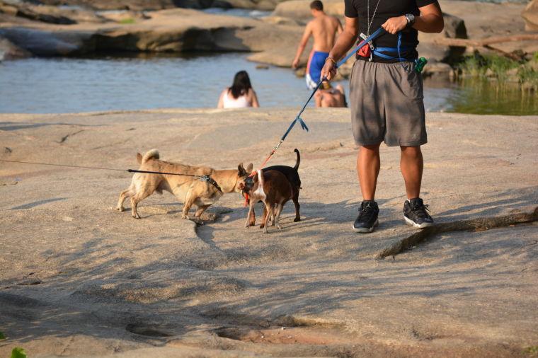 Best places to take dogs at the James River Richmond TimesDispatch Outdoor Recreation In