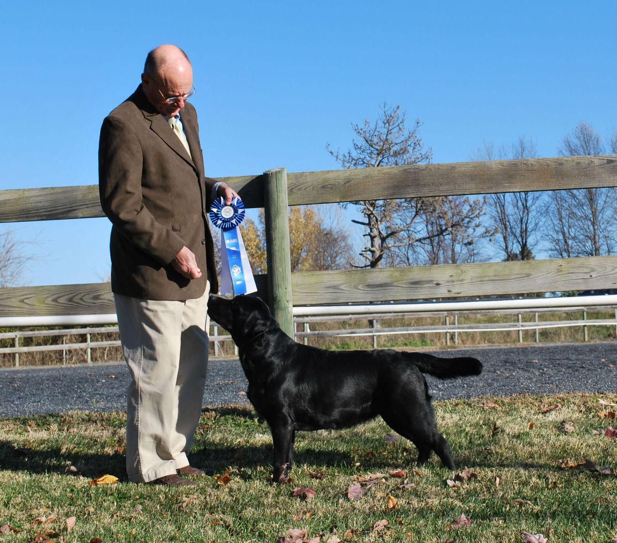 Westminster Dog Show Team George Westminster Dog Show Team George
