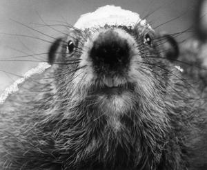 Image result for february 2, 1937 groundhog day 