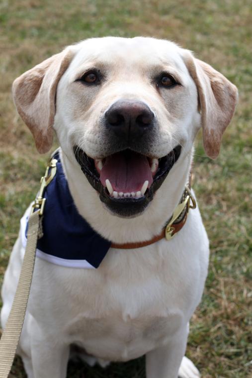 puppy roanoke growley the roanoke times photo puppy roanoke growley the roanoke times photo