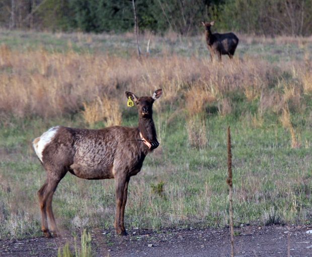 Elk herds thrive in Virginia hills Roanoke Times Virginia