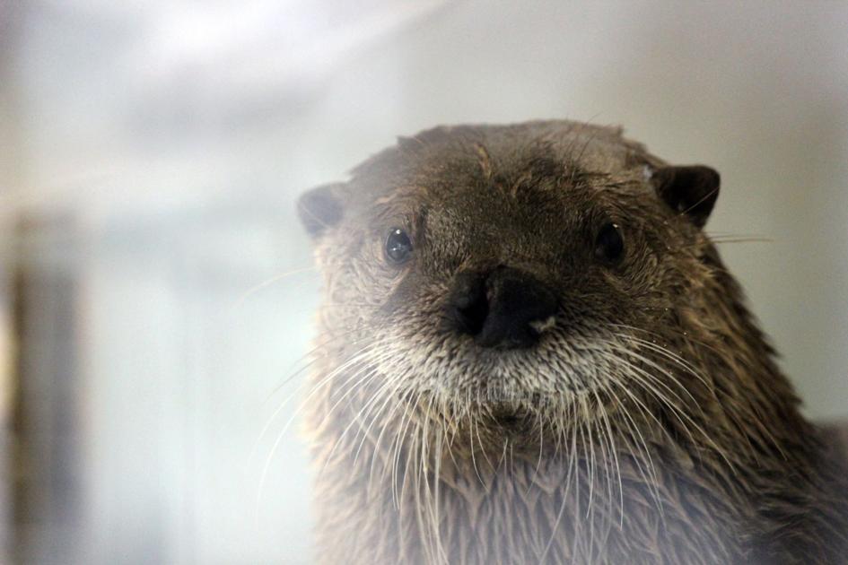Richmond's Maymont announces new otters - Roanoke Times