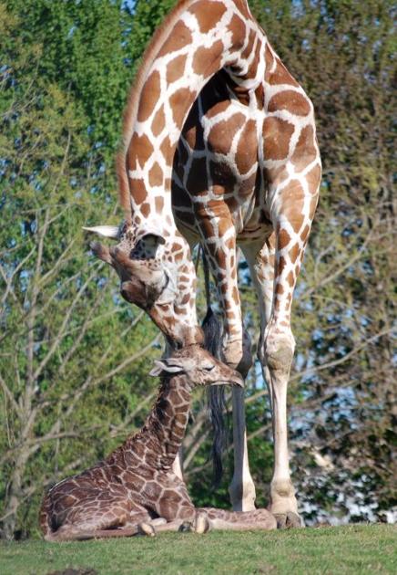 Giraffe mom and baby go before public at Richmond zoo - Roanoke Times: News