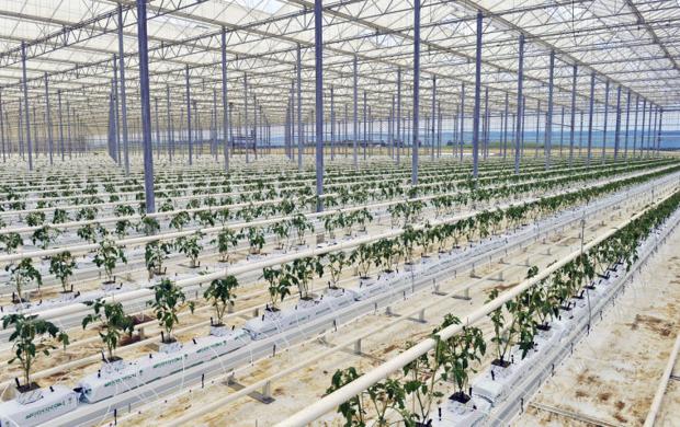Red Sun Farms In Pulaski County Roanoke Times Photo