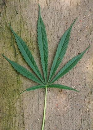 marijuana leaf