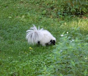 Skunk with colors reversed--white on black instead of black on white.