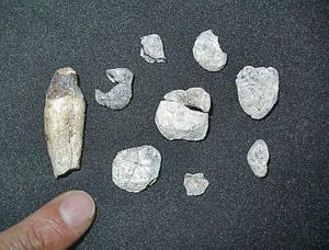 Los Alamos scientist helps date gorilla-like fossils, shedding new light on human evolution