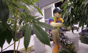 Advisory panel backs medical cannabis as tool in opioid war