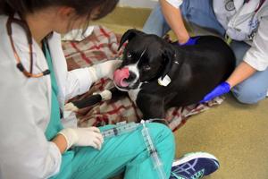 New tricks in canine cancer aim to treat humans