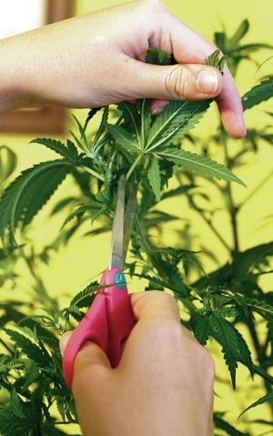 Proposal extends limits on medical marijuana rules in N.M.