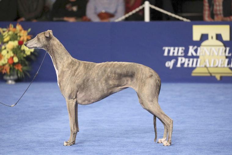 Gia, a Greyhound, wins the National Dog Show The Santa Fe New Mexican