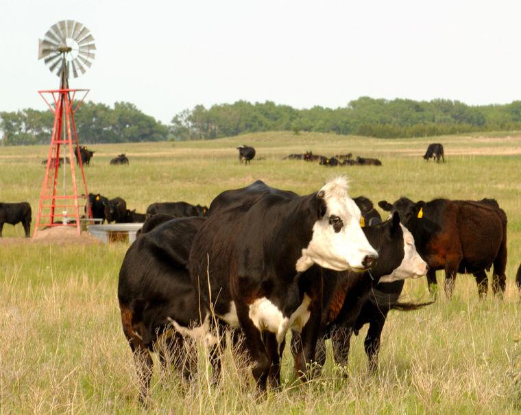 How do you lease land for cattle pasture?