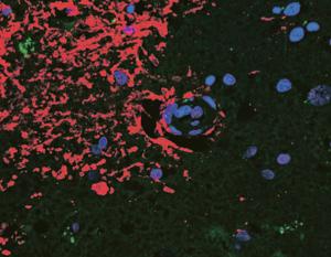 Glowing heads of mice point to discovery