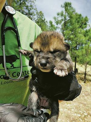 Appeals court removes block on Mexican gray wolf reintroduction