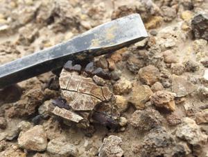 Mammals shrink when Earth heats up, study says