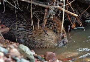 Senators seek plan to help bring back the beavers