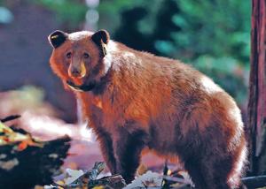 Watch their steps: Track journey of Yosemite bears online