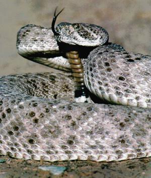 Trail Dust: Rattlesnakes are subject of much Southwestern lore