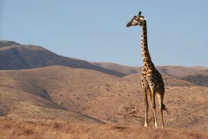 Giraffes listed as a vulnerable species after 30-year population plunge