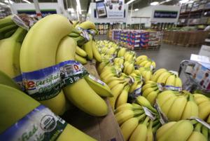 Disease threatens the commercial banana