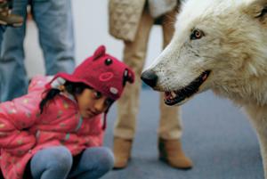 Stormy the wolf helps educate kids