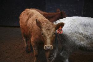 Superbug risk transforms animal husbandry