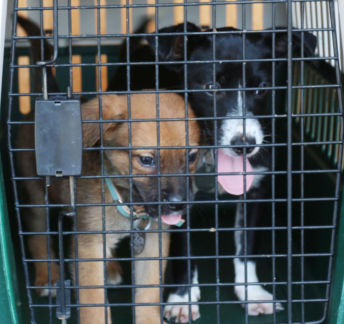 marion county pound marion county animal shelter transport puppies to rescue seeking homes for others marion county pound marion county animal shelter transport puppies to rescue seeking homes for others