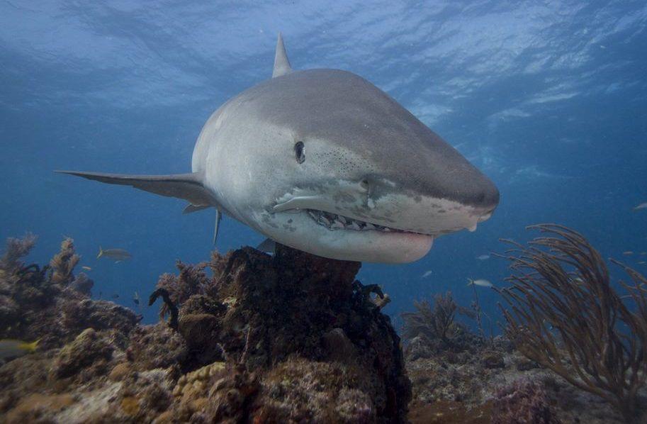 Sharks in South Florida National Parks - South Dade News Leader