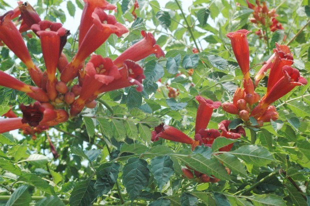 vines flowering minnesota in is  vine Waseca Local  bloom hummingbird Waseca full MN: