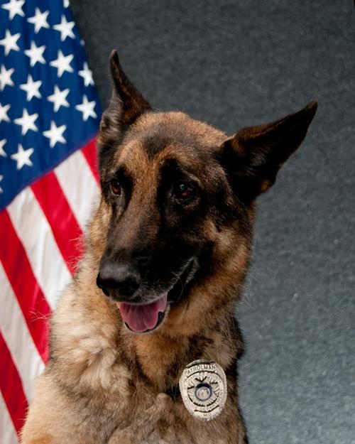 Bodo, 9-year-old St. Charles County police dog, dies