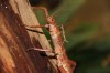 Giant Spiny Walking Stick/St. Louis Zoo