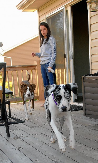 Pit bull law breeds calls for change